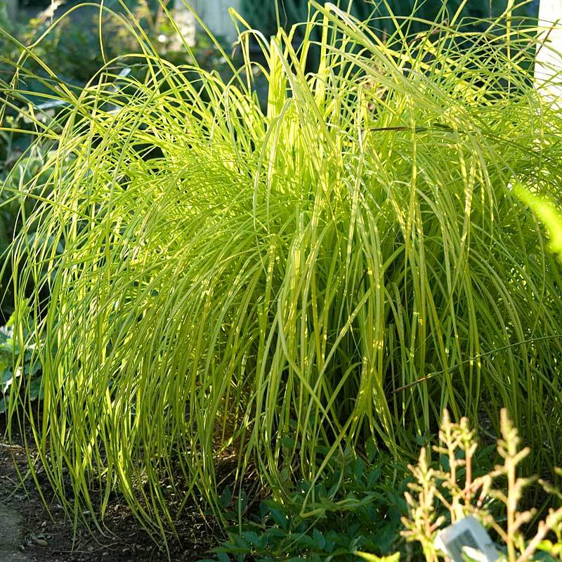 Great Garden Plants Bowles Golden Sedge - Thumbnail 3