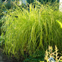 Bowles Golden Sedge with narrow golden foliage edged in green. 