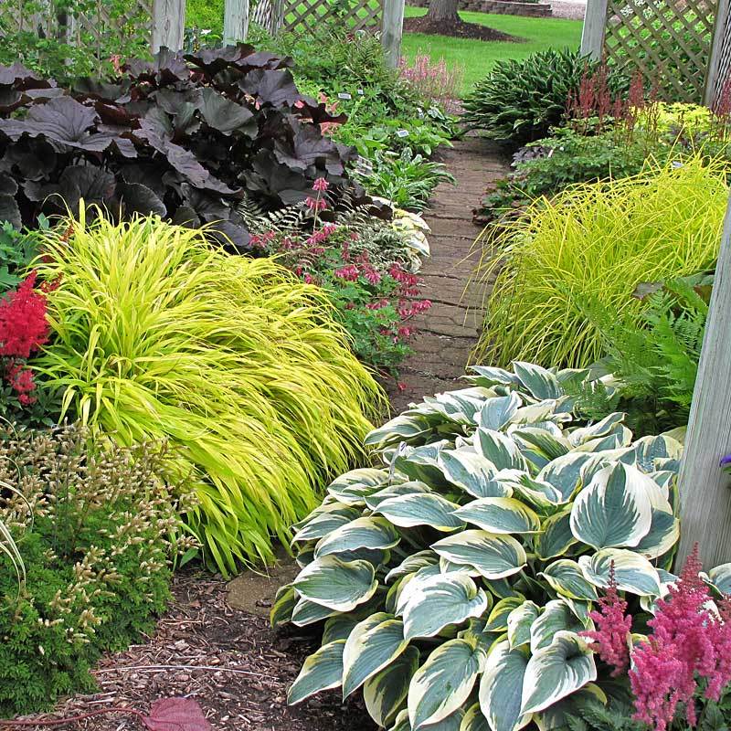 Great Garden Plants Bowles Golden Sedge - Thumbnail 5