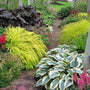 Garden with Bowles Golden Sedge and other plants lining a pathway. 
