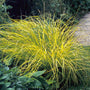 Bowles Golden Sedge with variegated green and yellow foliage in a garden. 
