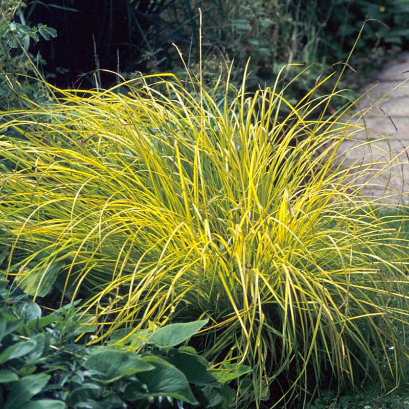Bowles Golden sedge with vibrant yellow-green foliage. 