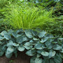 Bowles Golden Sedge planted behind blue-hued hostas in a garden. 