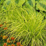 Bowles Golden Sedge planted with hostas and tickseed in a garden. 