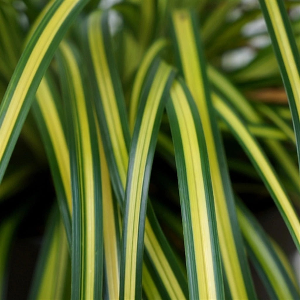 Great Garden Plants EverColor Eversheen Sedge