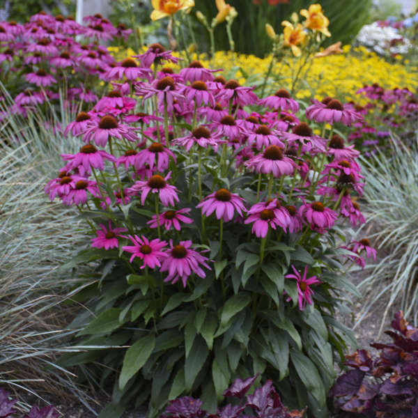 Échinacée pourpre impériale aux grandes fleurs magenta dans un jardin. 