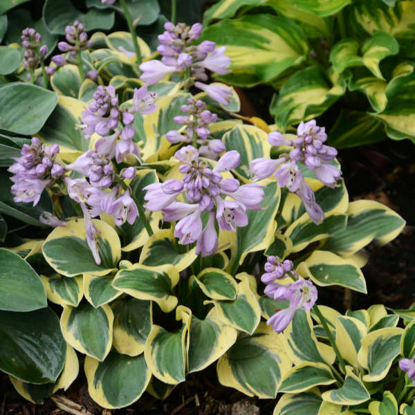 Mini Skirt Hosta with soft purple flowers and variegated leaves. 