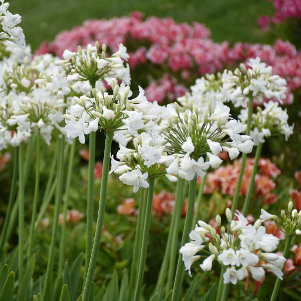 galaxy white lily of the nile 'Galaxy White' Lily of the Nile (Agapanthus)