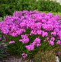 Phlox hybride Ultrapink Opening Act aux fleurs rose vif dans un jardin. 