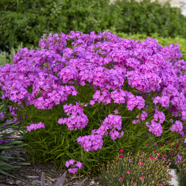 Phlox hybride Ultrapink Opening Act aux fleurs rose vif dans un jardin. 