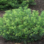 Duke Gardens Plum Yew with bold textured foliage in a landscape. 
