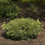 Compact mounded Duke Gardens Plum Yew in a landscape. 