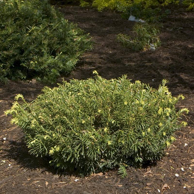 Compact mounded Duke Gardens Plum Yew in a landscape. 