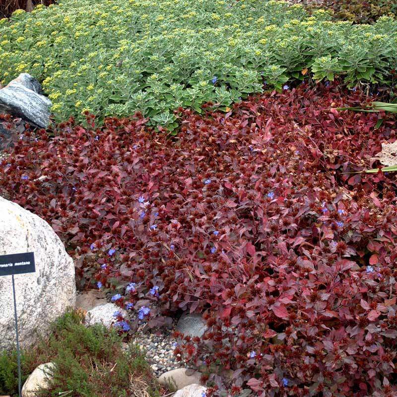 Hardy Plumbago with rich maroon fall color. 
