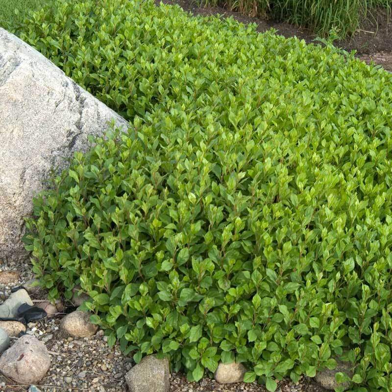 Hardy Plumbago with lush green foliage in a garden. 