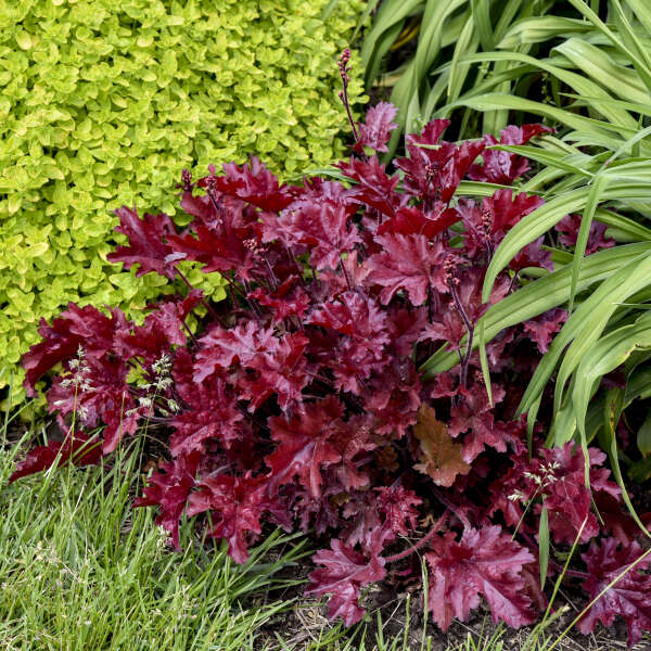 Dolce Cherry Truffles Coral Bells with cherry-red foliage in a garden. 