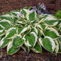 Patriot Hosta with green and white leaves and dainty lavender blooms. 