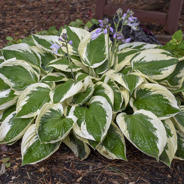 Patriot Hosta with green and white leaves and dainty lavender blooms. 
