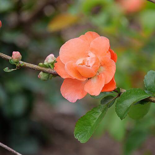 Double Take Peach™ Flowering Quince | Proven Winners – Great