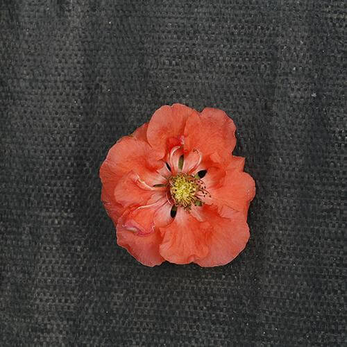 Gros plan sur une fleur de cognassier pêche Double Take posée sur une bâche noire. 