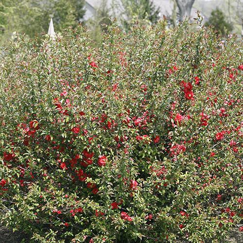 Cognassier à fleurs roses Double Take, aux fleurs rose corail. 
