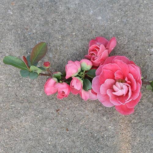 Une branche de cognassier à fleurs roses Double Take, avec des fleurs roses, gisant sur le trottoir. 