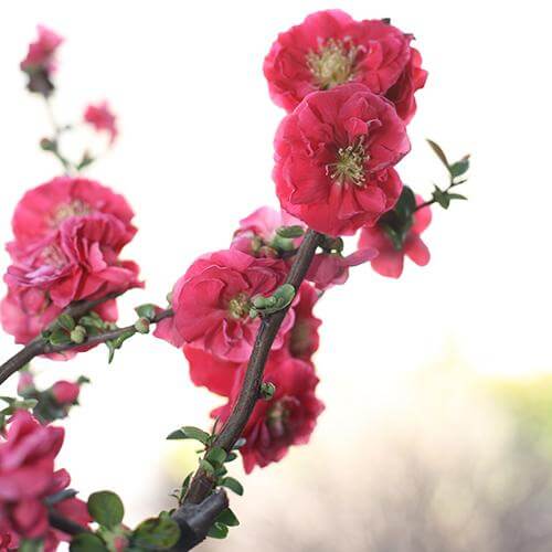 Gros plan sur une branche de cognassier à fleurs Double Take Pink, aux fleurs rose corail. 