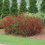 Double Take Scarlet Flowering Quince with bold true red flowering in a landscape. 