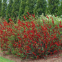 Double Take Scarlet Flowering Quince with bright red flowers in a landscape. 