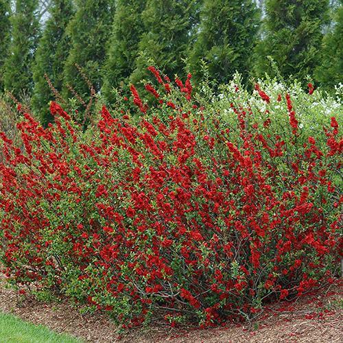 Double Take Scarlet Flowering Quince with bright red flowers in a landscape. 