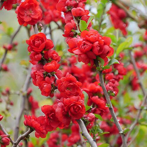 Double Take Scarlet Flowering Quince branches lined with big red double flowers. 