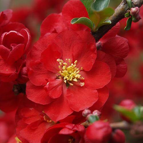 Close-up of an extra-large vibrant red Double Take Scarlet Flowering Quince bloom. 