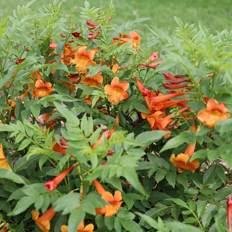 Chicklet Orange Trumpet Bush with vibrant orange trumpet-like flowers. 