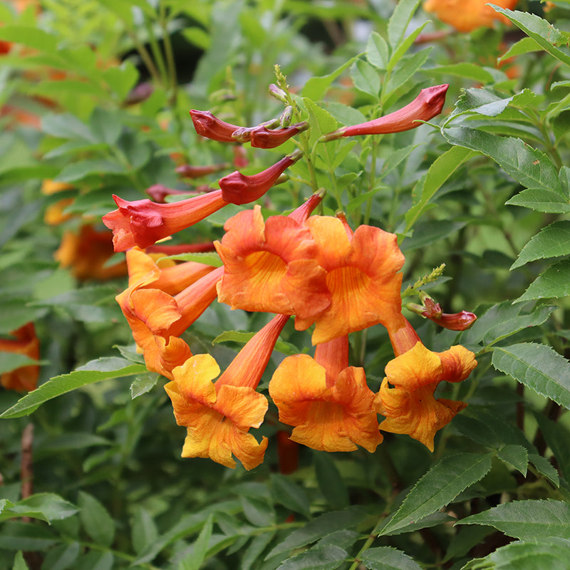 Close-up of vibrant orange Chicklet Orange Trumpet Bush blooms. 