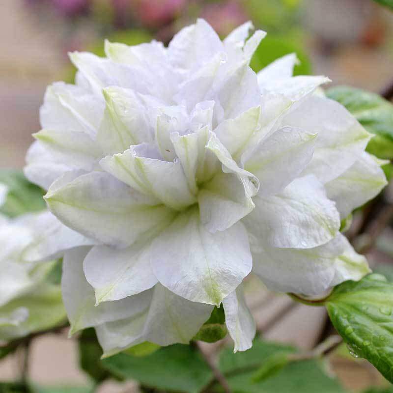 Close-up of a blue-white multi-petaled Diamond ball Clematis bloom. 