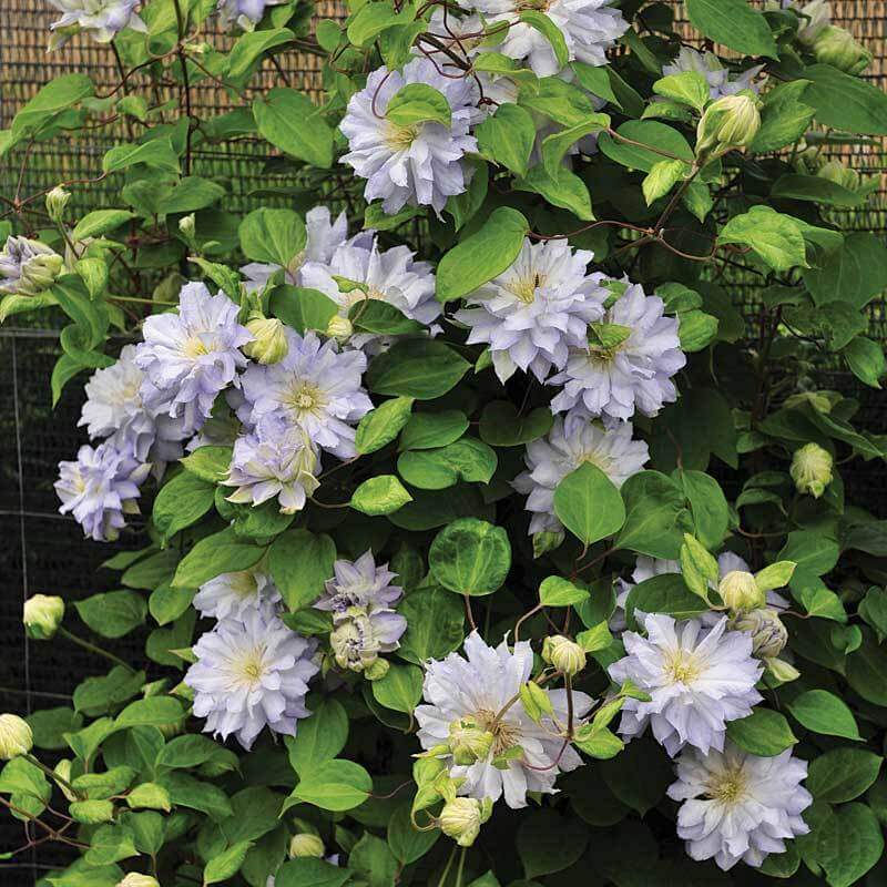 Diamond Ball Clematis climbing a fence. 