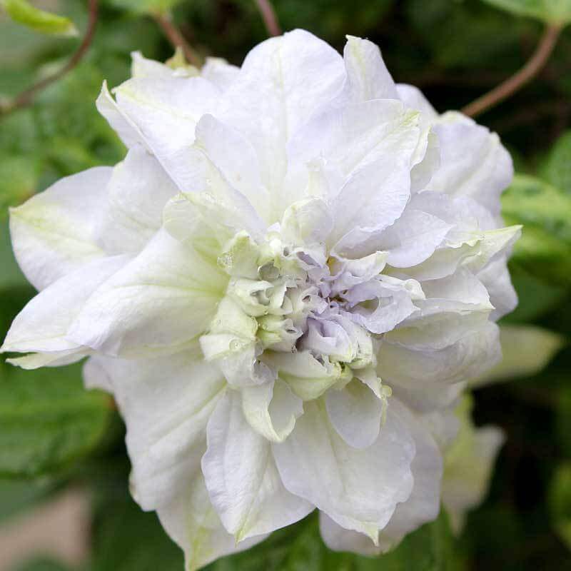 Close-up of a white-blue multi-petaled Diamond Ball Clematis bloom. 