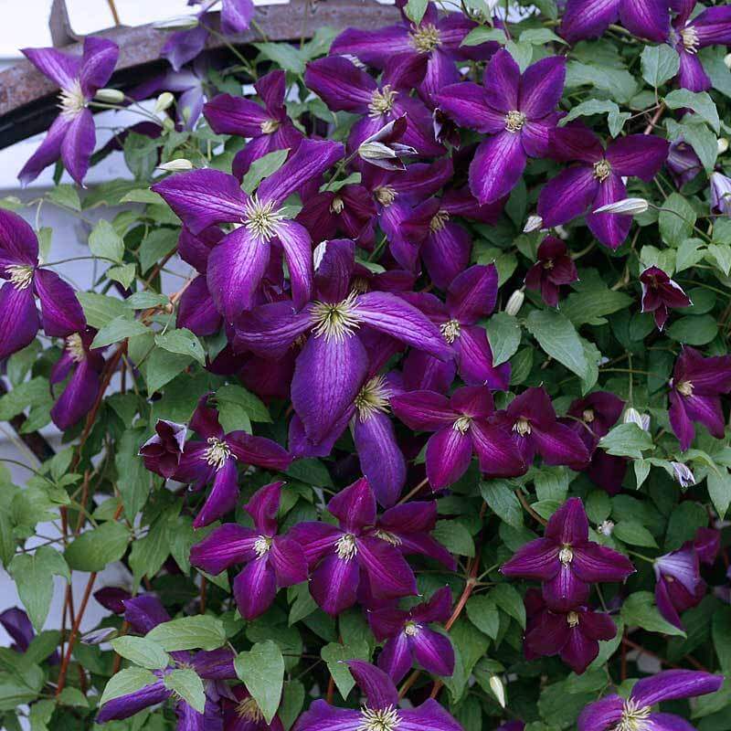 Happy Jack Purple Clematis with vivid purple blooms. 