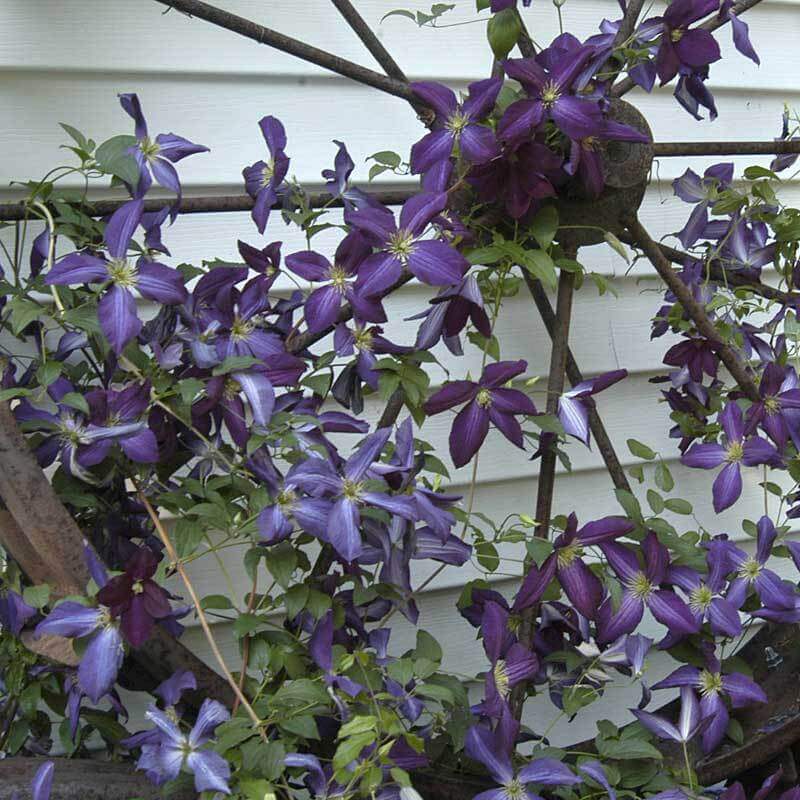Happy Jack Purple Clematis growing on an old wagon wheel. 