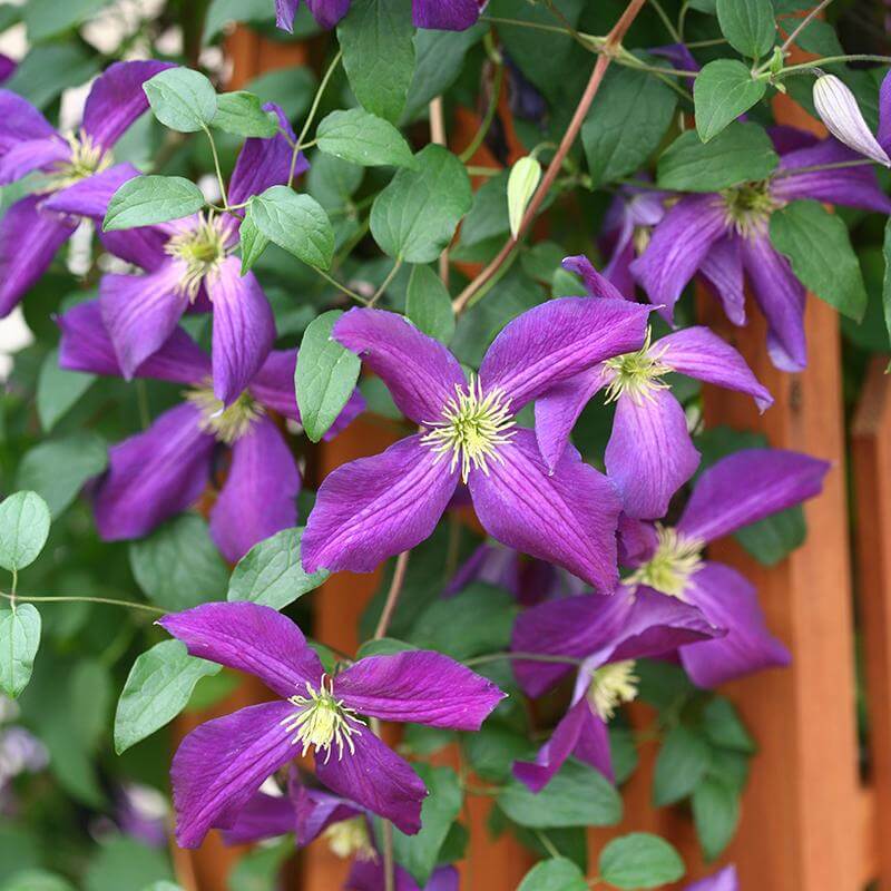 Close-up of Happy Jack Purple Clematis' velvety purple blooms. 