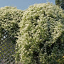 Sweet Autumn Clematis flaunts white flowers in early fall 