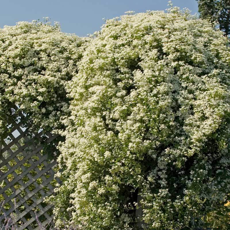 Sweet Autumn Clematis flaunts white flowers in early fall 