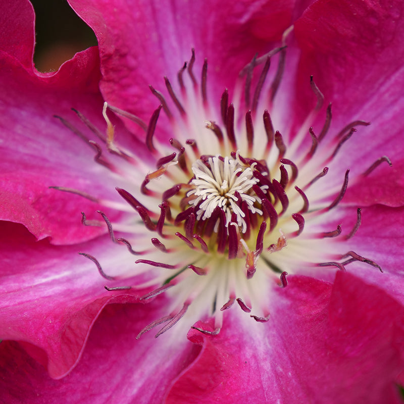Close-up of the center of a Viva Polonia Clematis bloom. 