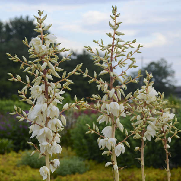 yucca plant canada Color Guard' Yucca