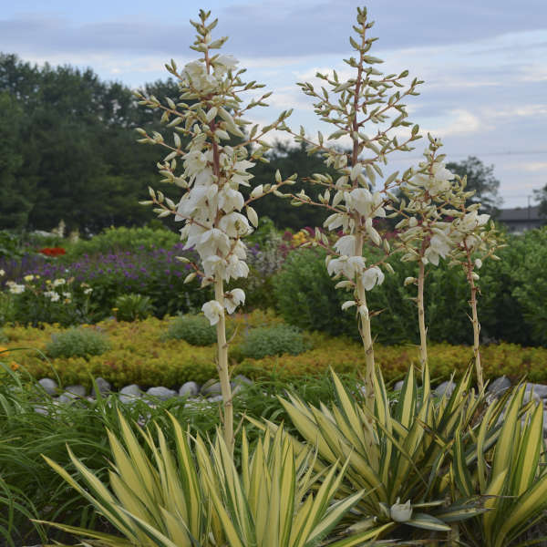 can yucca plants grow in shade Color Guard' Yucca
