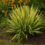 Color Guard Yucca has unique yellow variegation with green margins.