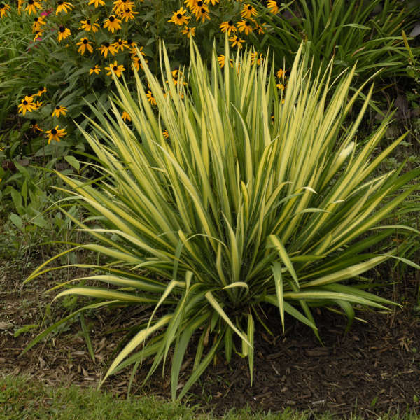 Color Guard Yucca has unique yellow variegation with green margins.