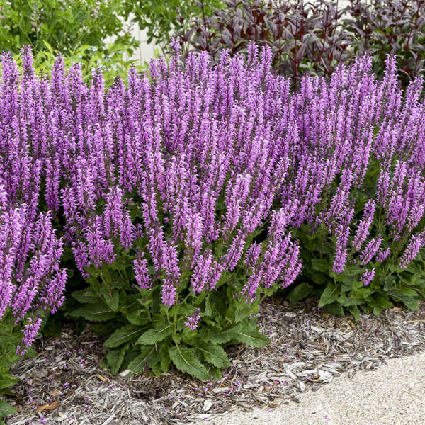 Color Spires Back to the Fuchsia Salvia with bright pink flowers spikes. 