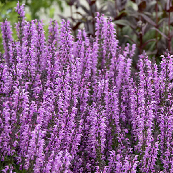 Close-up of Color Spires Back to the Fuchsia Salvia with bright pink flowers on dark charcoal stems. 