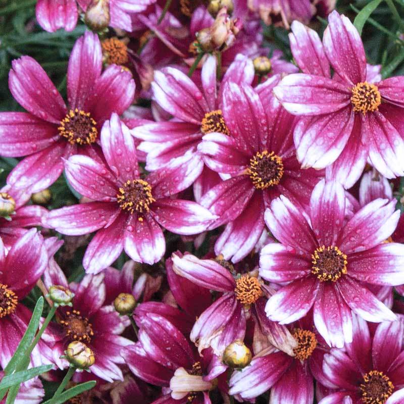 Great Garden Plants 'Berry Chiffon' Tickseed
